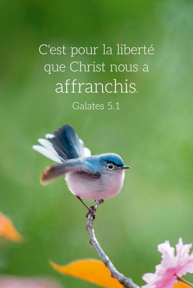Carte-calendrier Oiseau 2026