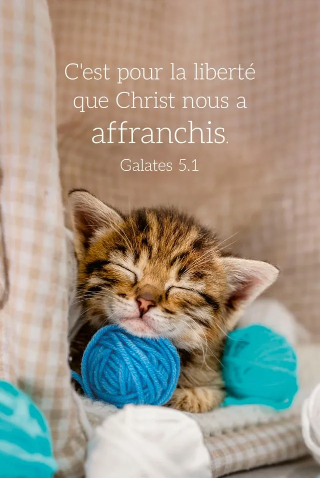 Carte-calendrier Chat 2026