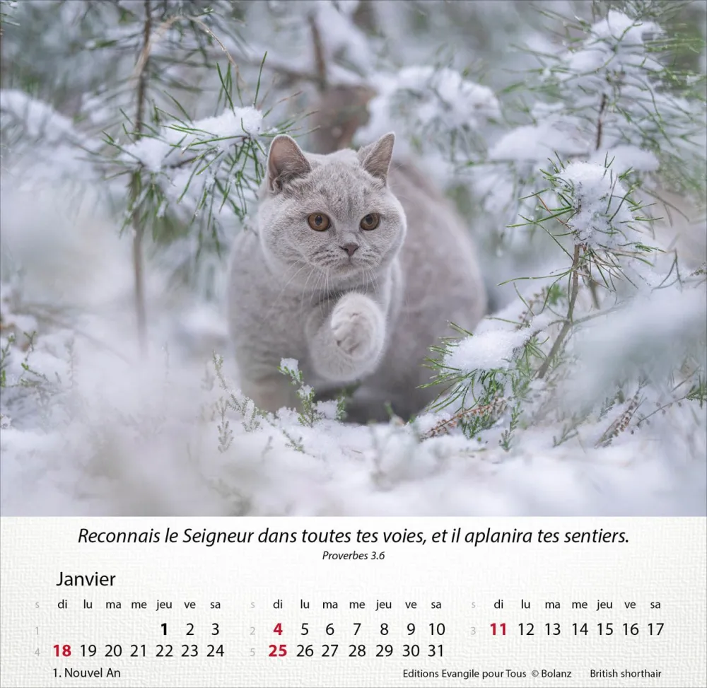 Image #1 du produit Chats 2026